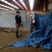 Anden særlig race Albert