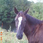 Anden særlig race Fury *aflivet 28/12 2015* <3<3