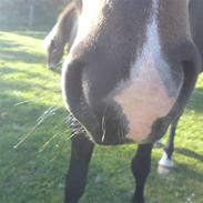 New Forest Aramis<3 solgt:'/