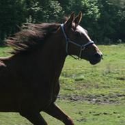 Anden særlig race Cosmo - Solgt