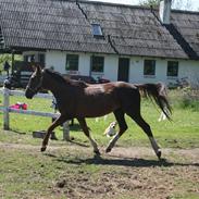 Anden særlig race Cosmo - Solgt