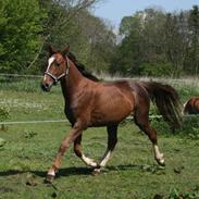 Anden særlig race Cosmo - Solgt