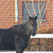 Fuldblod (XX) miss devers