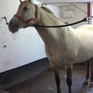 Anden særlig race Bianca