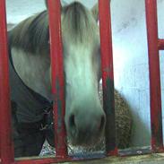 Anden særlig race Bianca