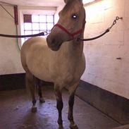 Anden særlig race Bianca