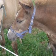 Islænder Prinsessa fra Vesterhøj