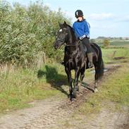 Anden særlig race Tessa
