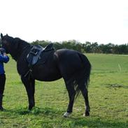 Anden særlig race Tessa