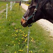 Traver Punky