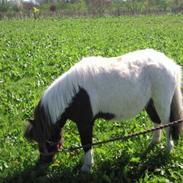 Shetlænder Friida / solgt s;