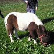 Shetlænder Friida / solgt s;