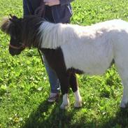 Shetlænder Friida / solgt s;