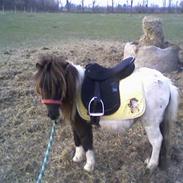 Shetlænder Friida / solgt s;