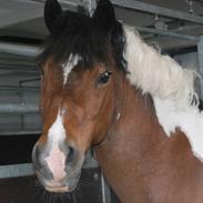 Pinto Spotty Cassiopeia B-pony