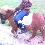 Shetlænder Kohberg**min**