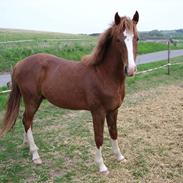 Anden særlig race Mejster SOLGT