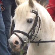 Welsh Mountain (sec A) Shandow (part)