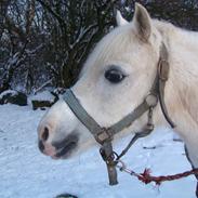 Welsh Mountain (sec A) Shandow (part)