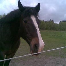 Anden særlig race Kastor<3 R.I.P †