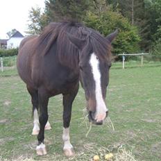 Anden særlig race Kastor<3 R.I.P †