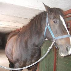 Anden særlig race Kastor<3 R.I.P †