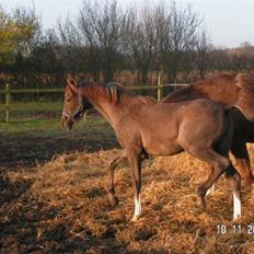 Arabisk fuldblod (OX) Svalegaards Esmakee OX