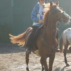 Dansk Varmblod Gaross