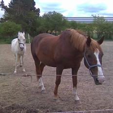 Dansk Varmblod Gaross