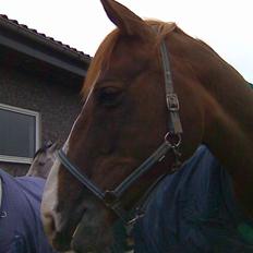 Dansk Varmblod Gaross