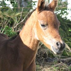 Arabisk fuldblod (OX) Rijana