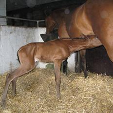 Arabisk fuldblod (OX) Rijana