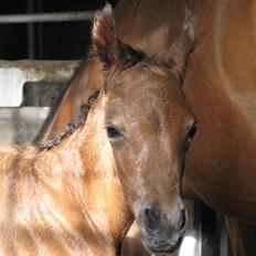 Arabisk fuldblod (OX) Rijana