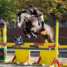 Dansk Varmblod Le´ Quick