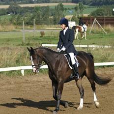 Dansk Varmblod Le´ Quick