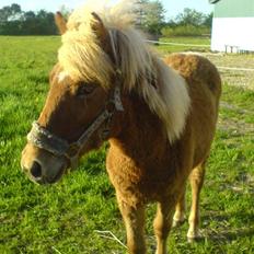 Islænder Bjarmi fra Egebjerg