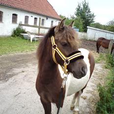 Anden særlig race Safira <3 SOLGT! :-(