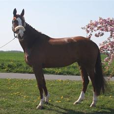 Dansk Varmblod Arnice Z