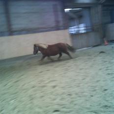 Shetlænder Miranda  Solgt