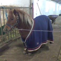 Shetlænder Miranda  Solgt