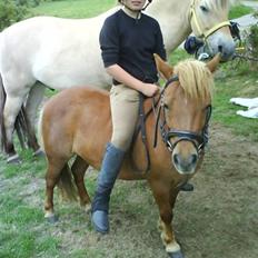 Shetlænder Miranda  Solgt