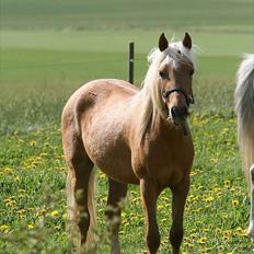 Palomino Rosendahls Golden Mihalie