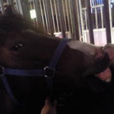 Traver My lord gardenia SOLGT :(