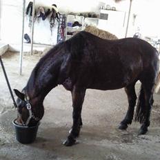 Anden særlig race Darup's Denver *himmelpony* <3