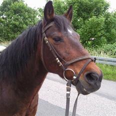 Anden særlig race Darup's Denver *himmelpony* <3