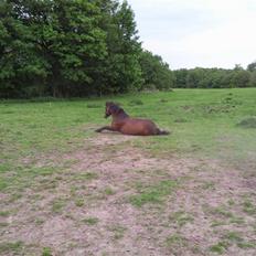 Anden særlig race Darup's Denver *himmelpony* <3