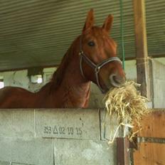 Anden særlig race Hudini!