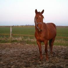 Anden særlig race Hudini!