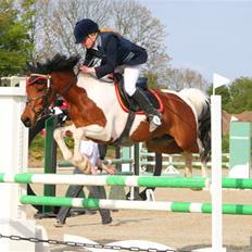 Hollandsk Sportspony Elmelunds Dalton