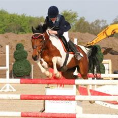 Hollandsk Sportspony Elmelunds Dalton